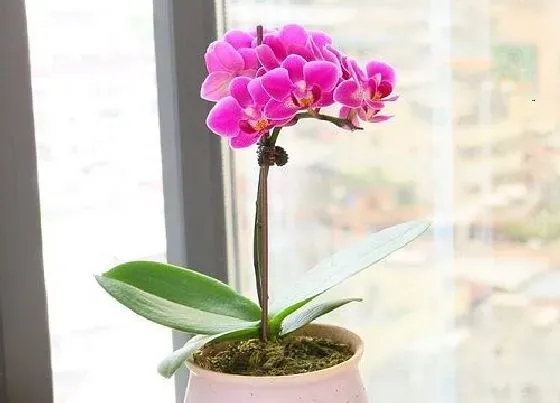 植物种类|兰花是草本植物吗