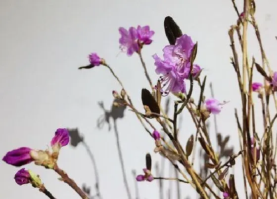 花卉百科|鲜花怎么做干花不褪色 如何制作干花保持颜色不变