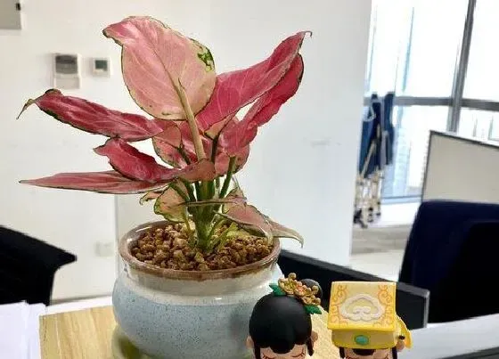 植物百科|如意开花吗 开花什么样子