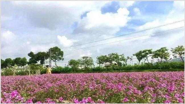 长春花的施肥方法 | 农业技术