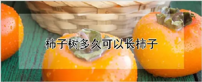 柿子树多久可以长柿子 | 耕种资料