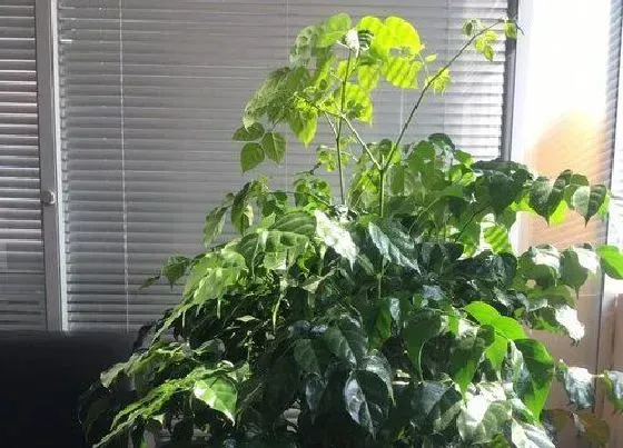 植物寓意|幸福树的寓意和象征风水