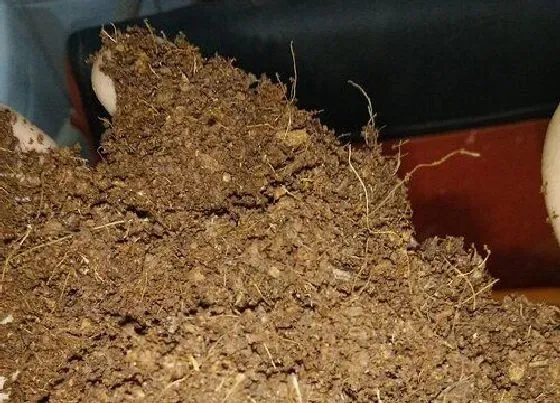 种植土壤|椰土可以种多肉吗