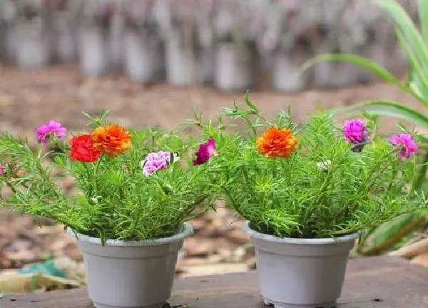 盆景|太阳花用多大的盆合适