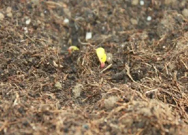 植物发芽|小香葱种子几天发芽