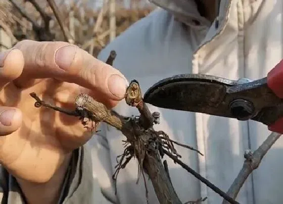 植物修剪|葡萄树修剪最佳时间