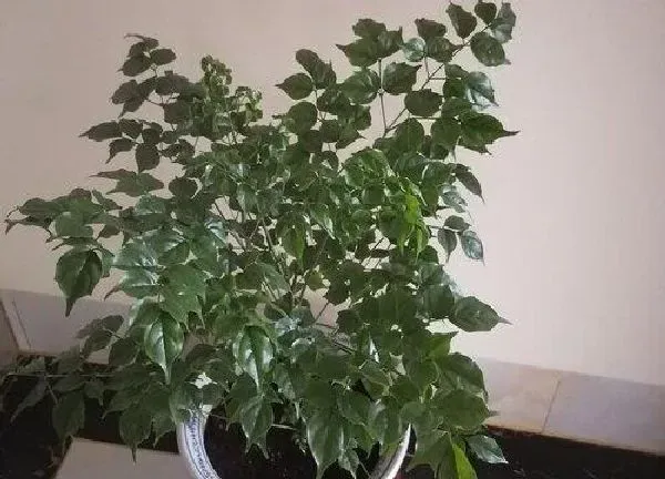 植物浇水|平安树多久浇一次水