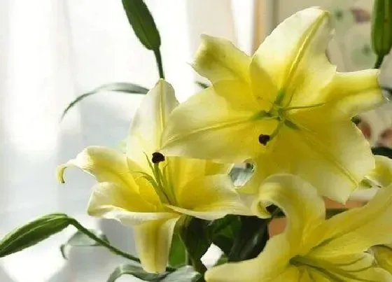 植物毒性|麝香百合开花有毒吗 对人体有害吗