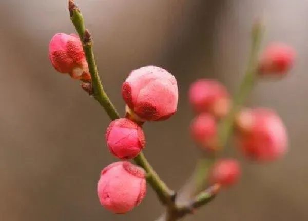 植物移栽|梅花秋天能移栽吗 移栽注意事项