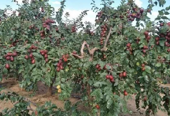 树木风水|枣树风水作用与寓意 家里种枣树风水禁忌