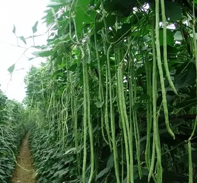 果期管理|长豆角开花期喷什么药不掉花，打什么药能提高豆角产量）