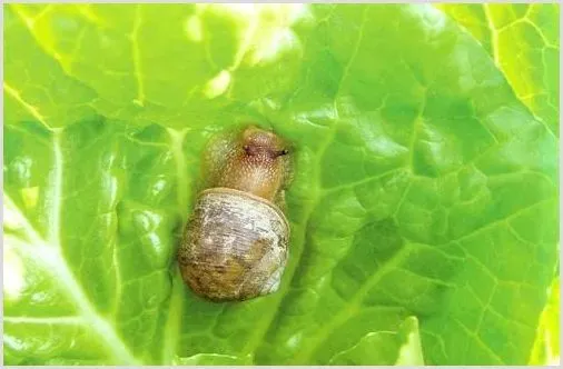 灰巴蜗牛防治方法注意事项 | 种植技术