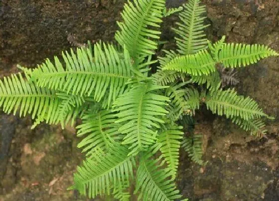 植物百科|里白是什么植物类别