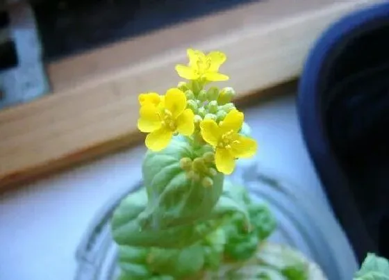 植物百科|白菜开花吗 白菜开花怎么回事