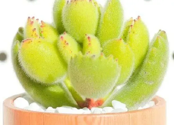 植物繁殖|多肉熊童子怎么繁殖方法和注意事项