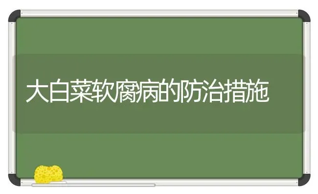大白菜软腐病的防治措施 | 蔬菜种植