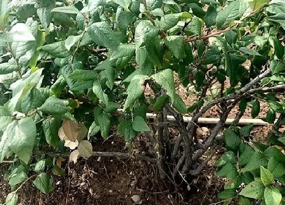 种植位置|家里可以种蓝莓树吗