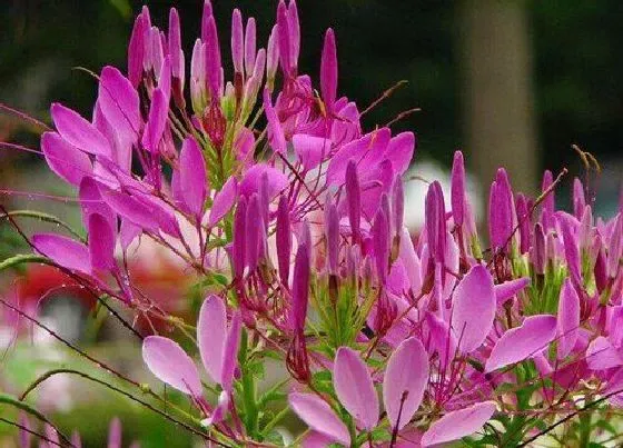 花语|象征代表虚幻的花（什么花的花语是虚幻与幻想）