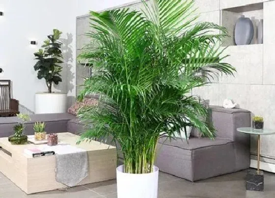植物繁殖|凤尾竹怎么繁殖方法和注意事项