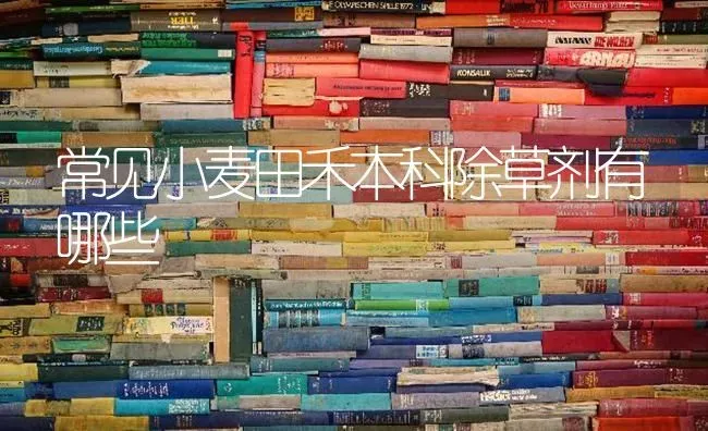 常见小麦田禾本科除草剂有哪些 | 粮油作物种植