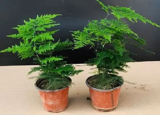 植物排行|喜阴的室内植物有哪些