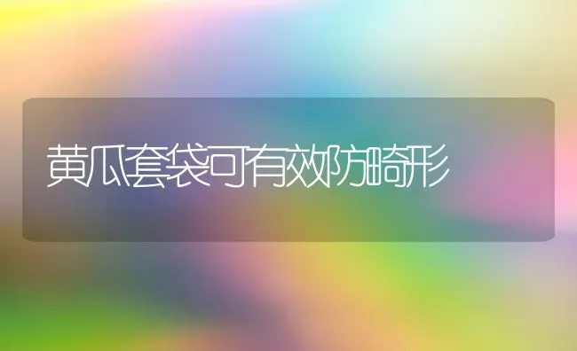 黄瓜套袋可有效防畸形 | 蔬菜种植