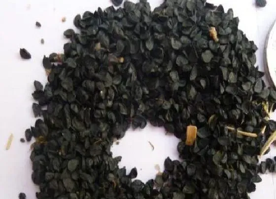 植物百科|西兰花有种子吗