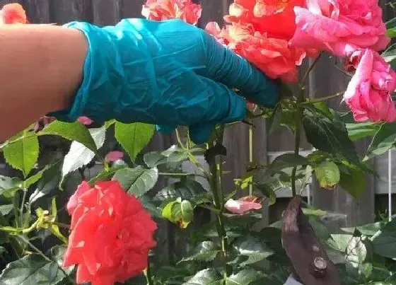 植物修剪|盆栽玫瑰花怎么修剪方法