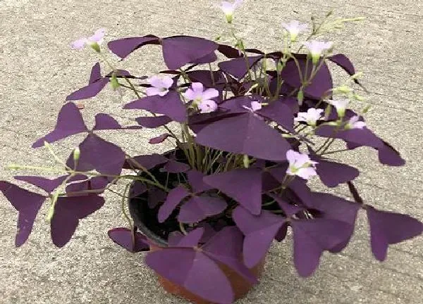 养殖科普|紫叶酢浆草一盆种几颗合适