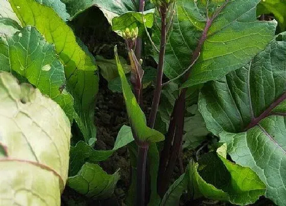 种植方法|十月红菜苔种植时间和方法 红苔菜种子几月份种最好