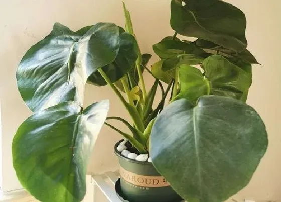 植物排行|叶子大的植物有哪些