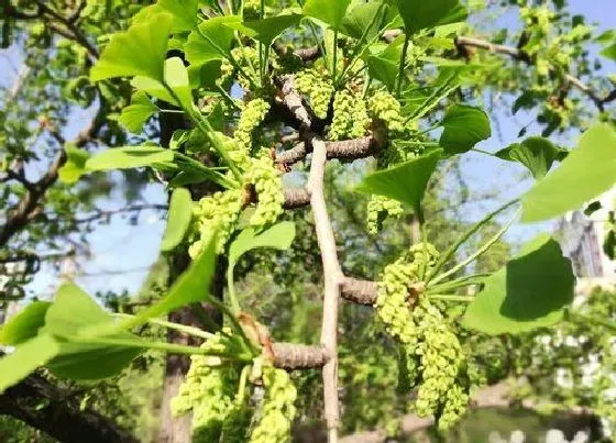植物百科|银杏会开花吗 什么时候开花