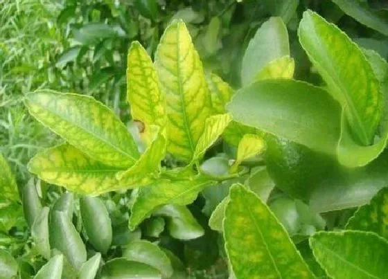 植物虫害|桔子病虫害防治方法与技术