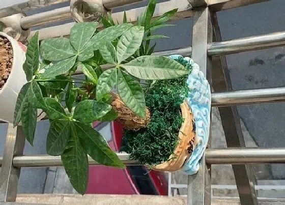 植物种类|发财树和七叶莲是一种植物吗