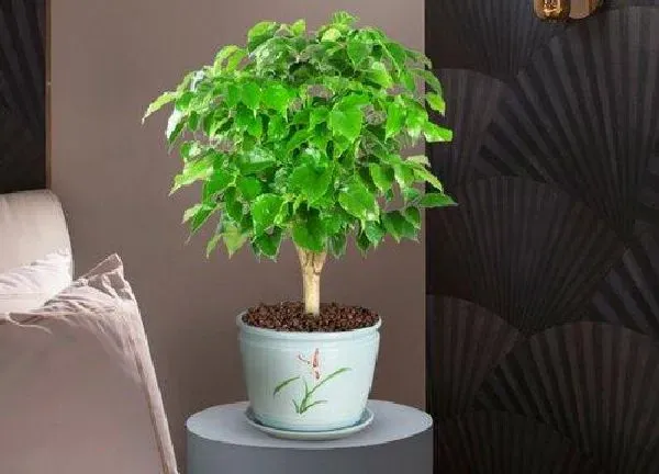 植物浇水|平安树多久浇一次水