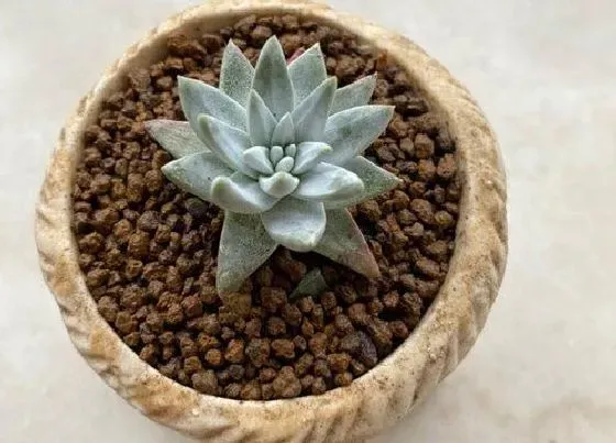 植物种类|多肉植物哪个品种好看 好看又好养的多肉品种
