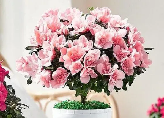 冬天植物|杜鹃花耐寒多少度