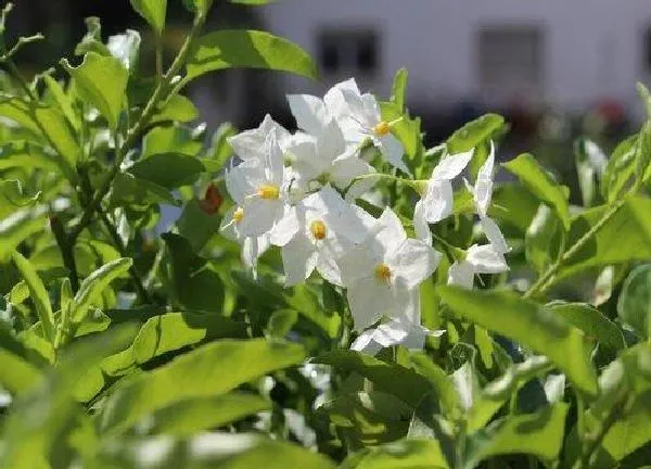 植物浇水|茉莉花多久浇一次水比较好 要天天浇水吗