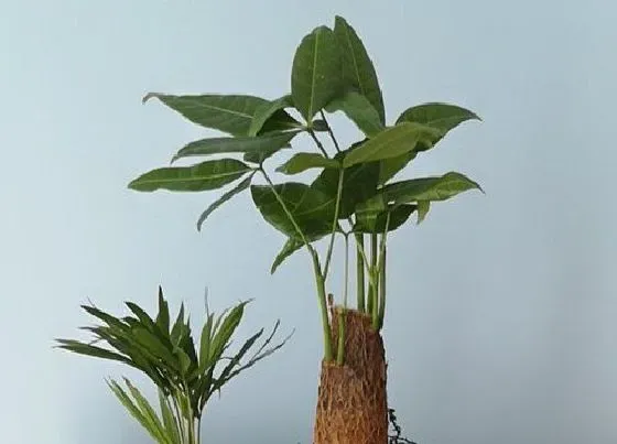 植物排行|招财植物有哪些