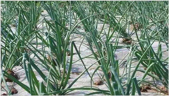 洋葱种植的田间管理技术介绍 | 种植技术