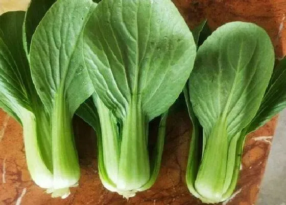 食用科普|上海青可以生吃吗