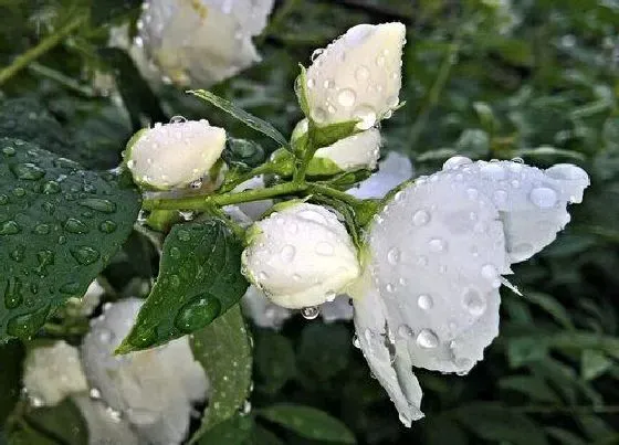 花卉百科|菲律宾的国花是什么花