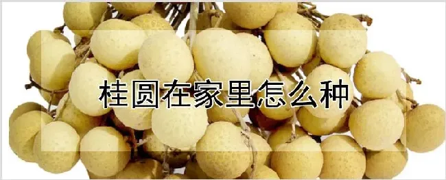 桂圆在家里怎么种 | 种植资料