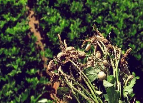 植物移栽|花生苗可以移栽吗