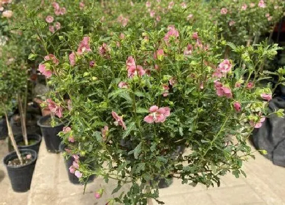 摆放风水|家里养小木槿风水好吗