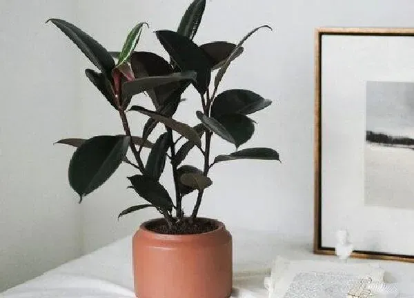 植物浇水|橡皮树多久浇一次水比较好 需要多浇水吗