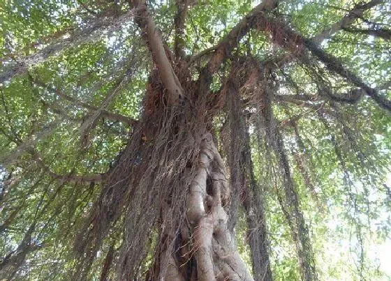 植物百科|榕树又叫什么树