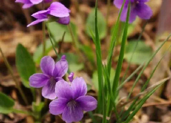 开花时间|紫花地丁什么时候开花 开花时间与季节