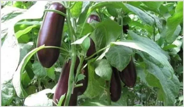 种植茄子萎嫣的原因与防治方法介绍 | 耕种资料
