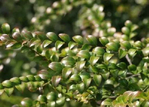 养殖方法|紫檀的养殖方法和注意事项有哪些